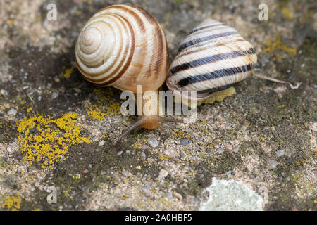 Zwei garten Schnecken auf einem Bemoosten Hintergrund in der Spüle hid Stockfoto