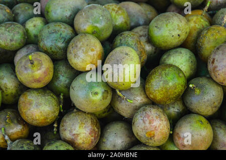 Aegle Marmelos L oder allgemein bekannt als Bael, bengalische Quitte, goldener apfel, japanische Bitterorange, steinapfel oder holzapfel für die Medizin in Laos Stockfoto