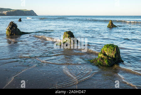 UK Wetter: Ebbe enthüllt Versunkenen Wald bei Sonnenaufgang am Borth/Ynyslas Strand, Ceredigion, Wales, UK.Combination von Ebbe in 7:23 Uhr und Sonnenaufgang an ähnlichen Zeit geschieht, macht diese Landschaft ein seltener Anblick. Diese prähistorischen Waldes, die unter Sand und Wasser 4.500 Jahren begraben wurde in lokalen Torf erhalten haben. Die versteinerten Bäume sind bei sehr niedrigen Tide am Strand zwischen Borth und Ynyslas, Ceredigion County, West Wales, Großbritannien ausgesetzt. Stockfoto