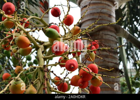 Closeup Bild von areca Muttern oder betel nuts, Früchte der areca Palm oder areca catechu, selektive konzentrieren. Sie können als Arzneimittel verwendet werden. Stockfoto