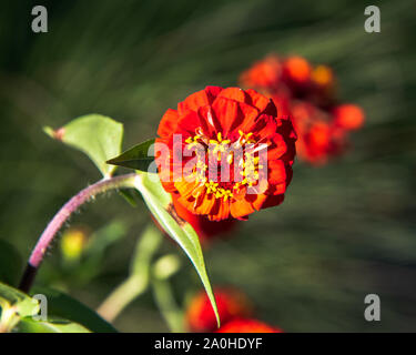 Ein Foto von einem hellen roten Zinnia Blume, Fast scheint in der Luft zu schweben. Stockfoto