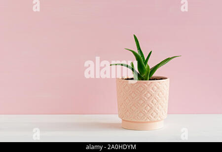 Aloe Zierpflanzen in einem rosa Pot. Das Konzept des Minimalismus. Stockfoto