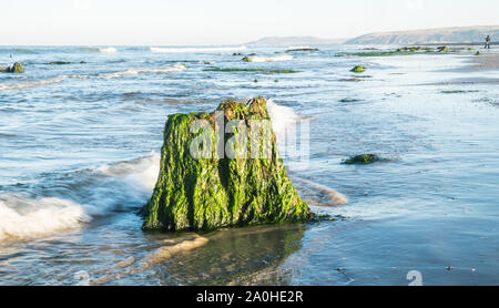 UK Wetter: Ebbe enthüllt Versunkenen Wald bei Sonnenaufgang am Borth/Ynyslas Strand, Ceredigion, Wales, UK.Combination von Ebbe in 7:23 Uhr und Sonnenaufgang an ähnlichen Zeit geschieht, macht diese Landschaft ein seltener Anblick. Diese prähistorischen Waldes, die unter Sand und Wasser 4.500 Jahren begraben wurde in lokalen Torf erhalten haben. Die versteinerten Bäume sind bei sehr niedrigen Tide am Strand zwischen Borth und Ynyslas, Ceredigion County, West Wales, Großbritannien ausgesetzt. Stockfoto