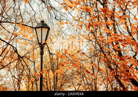 Herbst park Landschaft - orange Bunte Bäume im Herbst und Metall Laterne auf dem Hintergrund der vergilbten Blätter im Herbst im Park Stockfoto