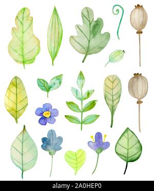 Satz von Aquarell Blumen und grüne Blätter auf einem weißen Hintergrund. Hand gezeichnet botanischen Herbst Design Elemente. Vector Illustration Stock Vektor