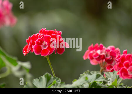 Schöne rote Geranien (Pelargonium) und Blumen in einem Balkon an einem bewölkten Tag. Stockfoto