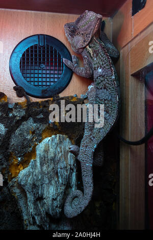 Chameleon Eidechse in einem Terrarium. Camouflage tropische Echse im Inneren von Glas. Stockfoto