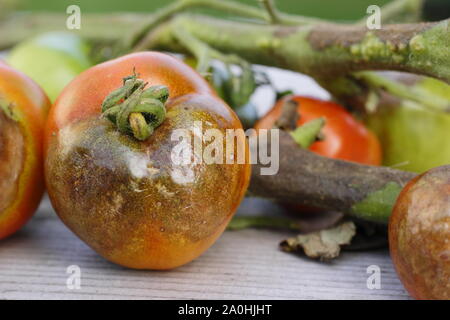 Phytophthora infestans. Tomate-ernte angezeigte charakteristische braune Flecken, geschwärzten Stämme und Zerfall der Kraut- und Knollenfäule Stockfoto
