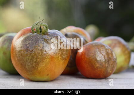 Phytophthora infestans. Tomate-ernte angezeigte charakteristische braune Flecken, geschwärzten Stämme und Zerfall der Kraut- und Knollenfäule Stockfoto