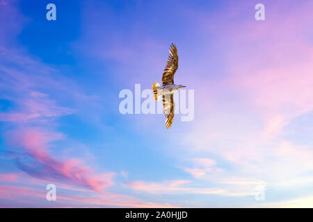 Möwe gegen den Sonnenuntergang farbigen Himmel fliegen. Marokko. Stockfoto