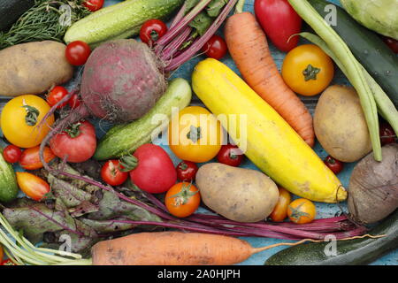 Frisch geerntete homegrown Bio Gemüse wie Zucchini, grüne Bohnen, rote Beete, Karotten, Kartoffeln, Tomaten, Gurken und Kohl. Großbritannien Stockfoto