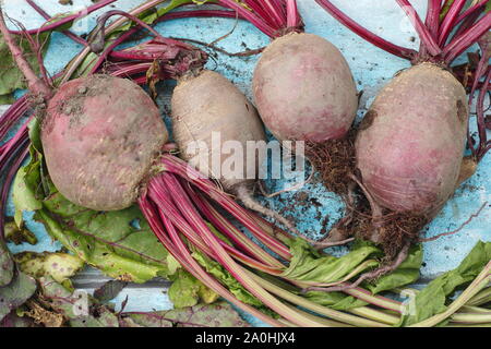 Beta vulgaris 'Boltardy'. Frisch geerntete hausgemachte Rote Beete mit Stielen auf einem Tisch. VEREINIGTES KÖNIGREICH Stockfoto