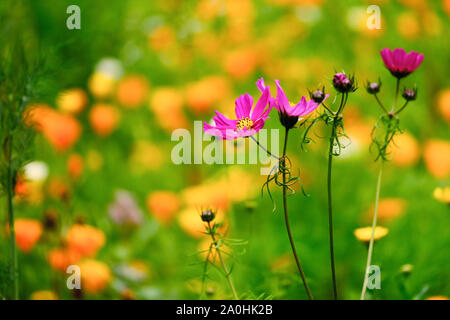 Detail der wilden Blumen in der Wiese Stockfoto