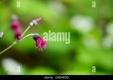 Mariendistel - Silybum Marianum Blume blühen Stockfoto