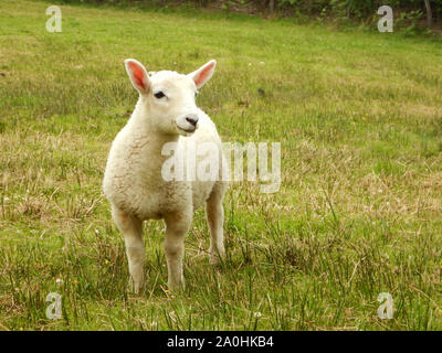 Single Lamm in Feld Stockfoto