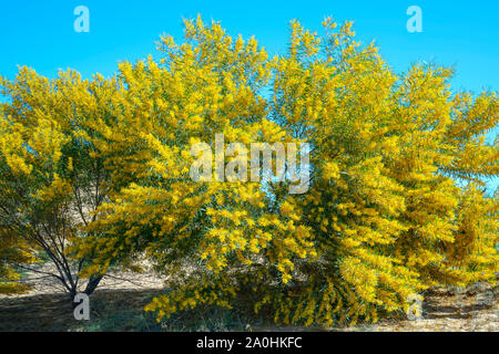 Wattle Acacia auriculiformis oder kleinen Blumenstrauß Blume voll blühen im Frühling. Stockfoto