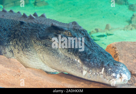 Leiter der australischen Salzwasser Krokodil (Crocodylus porosus) Stockfoto
