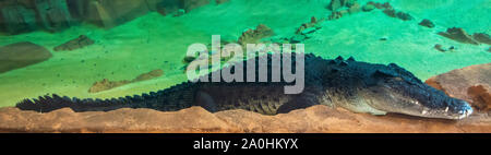 Australische Salzwasser Krokodil (Crocodylus porosus) Stockfoto