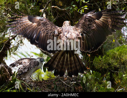 Ein erwachsener Philippine Eagle mit offenen Spannweite hinunter zu sein Nest mit Beute für die Jugendlichen noch in den Kinderschuhen steckenden Warten auf Essen. Philippinische Adler sind zu den seltensten Adler. endemisch auf den Philippinen Es gilt als kritisch von der Roten Liste der IUCN aufgrund von Abholzung bedrohten Arten. Verlust von Lebensraum gefährdet ist ein wichtiger Faktor für den Rückgang der Arten angesehen. Stockfoto