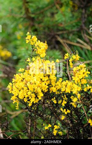 Nahaufnahme einer blühenden gelben Ginster Anlage Stockfoto