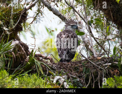 Ein jugendlicher Philippine Eagle wartet in seinem Nest warten auf übergeordneten Vögel mit Nahrung zurückzukehren. Philippinische Adler sind zu den seltensten Adler. endemisch auf den Philippinen Es gilt als kritisch von der Roten Liste der IUCN aufgrund von Abholzung bedrohten Arten. Verlust von Lebensraum gefährdet ist ein wichtiger Faktor für den Rückgang der Arten angesehen. Stockfoto