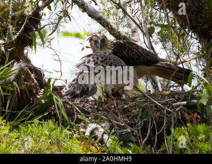 Ein erwachsener Philippine Eagle mit Jugendlicher.Parent Vogel nur Beute hat Zurück zum Nest gebracht. Philippinische Adler unter den seltensten Adler sind. endemisch auf den Philippinen gilt es als kritisch von der Roten Liste der IUCN aufgrund von Abholzung bedrohten Arten. Verlust von Lebensraum gefährdet ist ein wichtiger Faktor für den Rückgang der Arten angesehen. Stockfoto