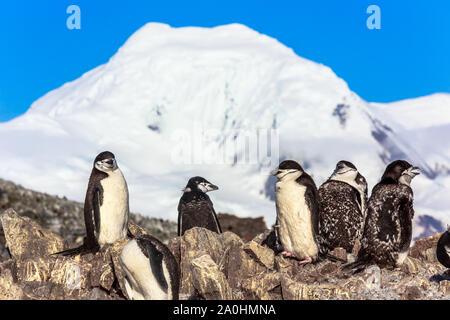 Große Herde von kinnriemen Pinguine stehen auf den Felsen mit Schnee Berg im Hintergrund, Half Moon Island, Antarktische Halbinsel Stockfoto