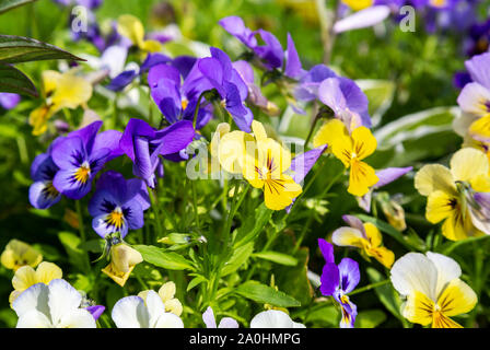 Schöne Stiefmütterchen oder Bratschen wachsen auf dem Blumenbeet im Garten. Blumen lila Stiefmütterchen Nahaufnahme Stockfoto
