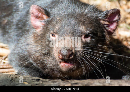 Tasmanischer Teufel (Sarcophilus Harrisii) Stockfoto