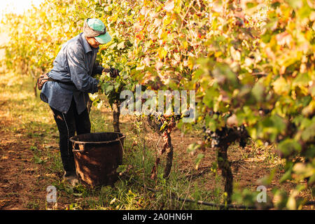 Apulien/ITALIEN - September 2019: Saisonale Ernte der Primitivo Trauben im Weinberg Stockfoto