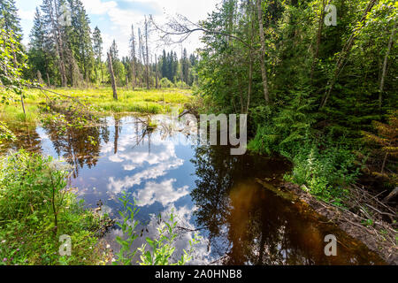 Wald Landschaft mit weißen Wolken im Wasser im Sommer sonnigen Tag wider. Feuchtgebiet in der nördlichen Wald Stockfoto