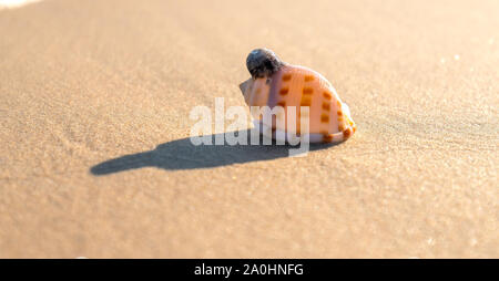 Muschel im Sand am tropischen Strand Stockfoto