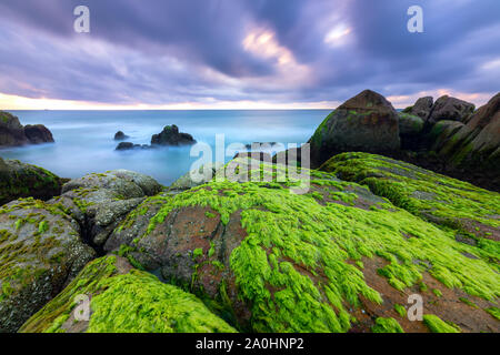 Grünen Algen auf Felsen in der Strand die Dämmerung mit dramatischen Himmel, um den neuen Tag zu begrüßen Stockfoto