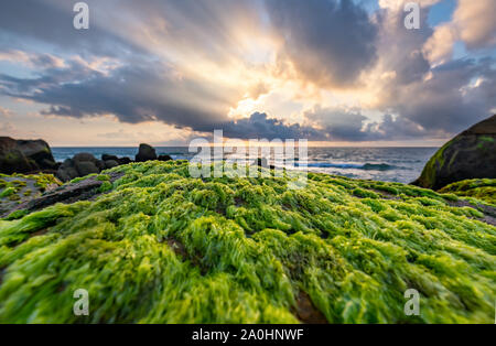 Grünen Algen auf Felsen in der Strand die Dämmerung mit dramatischen Himmel, um den neuen Tag zu begrüßen Stockfoto