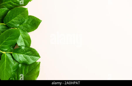 Grüne Frische saftige Rose treibt auf hellem Beige Rosa Hintergrund. Minimalismus floral Konzept. Stockfoto