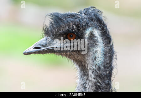 Porträt eines Emu (Dromaius novaehollandiae) Vogelarten in Australien. Stockfoto