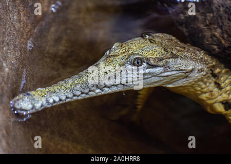 Kopf einer Süßwasser Krokodil (Crocodylus johnstoni). Stockfoto