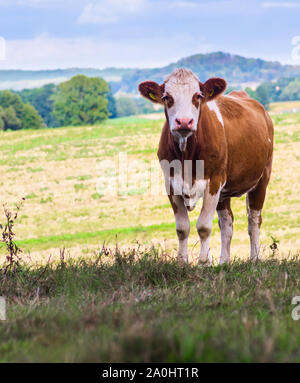 Einzelne braune Kuh auf der grünen Weide Stockfoto