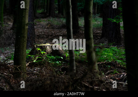 Sonne auf isolierten Baumstumpf im sonst dunklen Wald Stockfoto