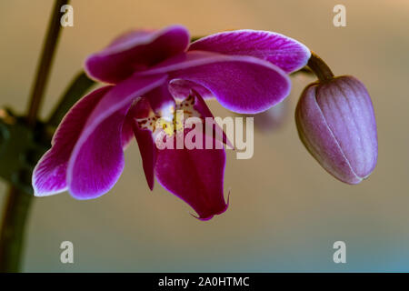 Mit der Knospe auf eine beige/blau hintergrund Orchid Stockfoto