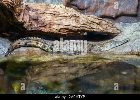Australische Salzwasser Krokodil (Crocodylus porosus) Stockfoto