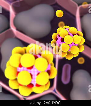 Bereich der Fettzellen, hochwertige 3D-Render von Fettzellen, Cholesterin in den Zellen, Zellen, Humaninsulin, Struktur des Moleküls Stockfoto
