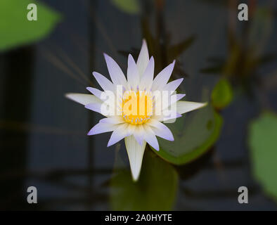 Nymphaea Daubenyana Blume Stockfoto