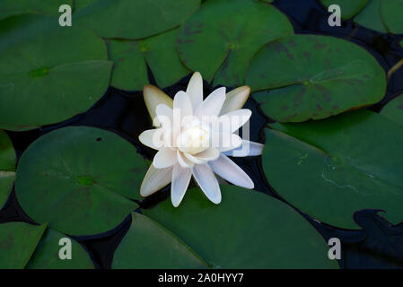 Nymphaea Denver Blume Stockfoto