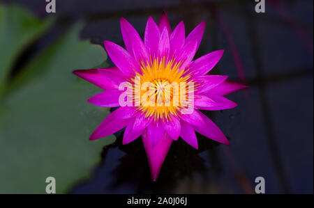 Nymphaea Nouchali Burm. Blume Stockfoto