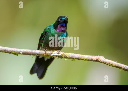 Turmalin - Sunangel Heliangelus exortis, schöne leuchtende Hummingbird von Andinen Pisten von Südamerika, Guango Lodge, Ecuador. Stockfoto