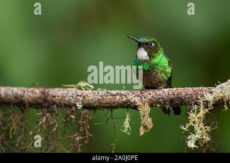 Turmalin - Sunangel Heliangelus exortis, schöne leuchtende Hummingbird von Andinen Pisten von Südamerika, Guango Lodge, Ecuador. Stockfoto