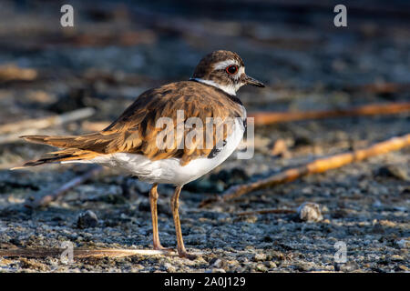 Ein killdeer (Charadrius vociferus) stehend auf dem Boden nach Nahrung in Kanada suchen. Stockfoto