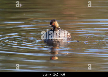 Der schwarzhalstaucher (Podiceps nigricollis), in Nordamerika als eared Grebe schwimmt auf dem Teich zeigt seine Baby oder jungen auf der Bac bekannt Stockfoto