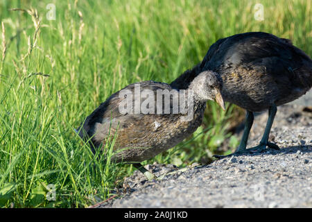 Ein Jugendlicher amerikanischen Blässhuhn (Fulica americana), auch als Schlamm Henne genannt, ist ein Vogel aus der Familie der Indopazifischen Erdtauben stehend vor dem sumpfland in der sunsh Stockfoto